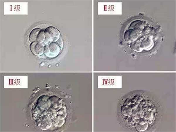 19个胚胎多数是四级要当心！都有碎片养囊成功率真不高